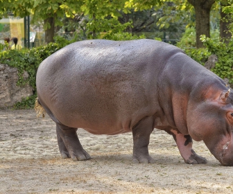 darmowy sennik Sen o hipopotamie