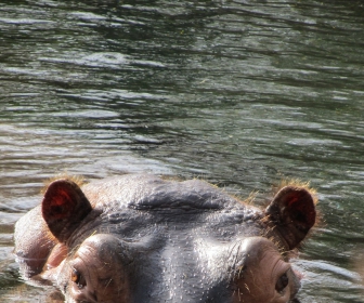 darmowy sennik Sen o małym hipopotamie