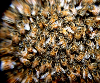 darmowy sennik Sen o pszczołach